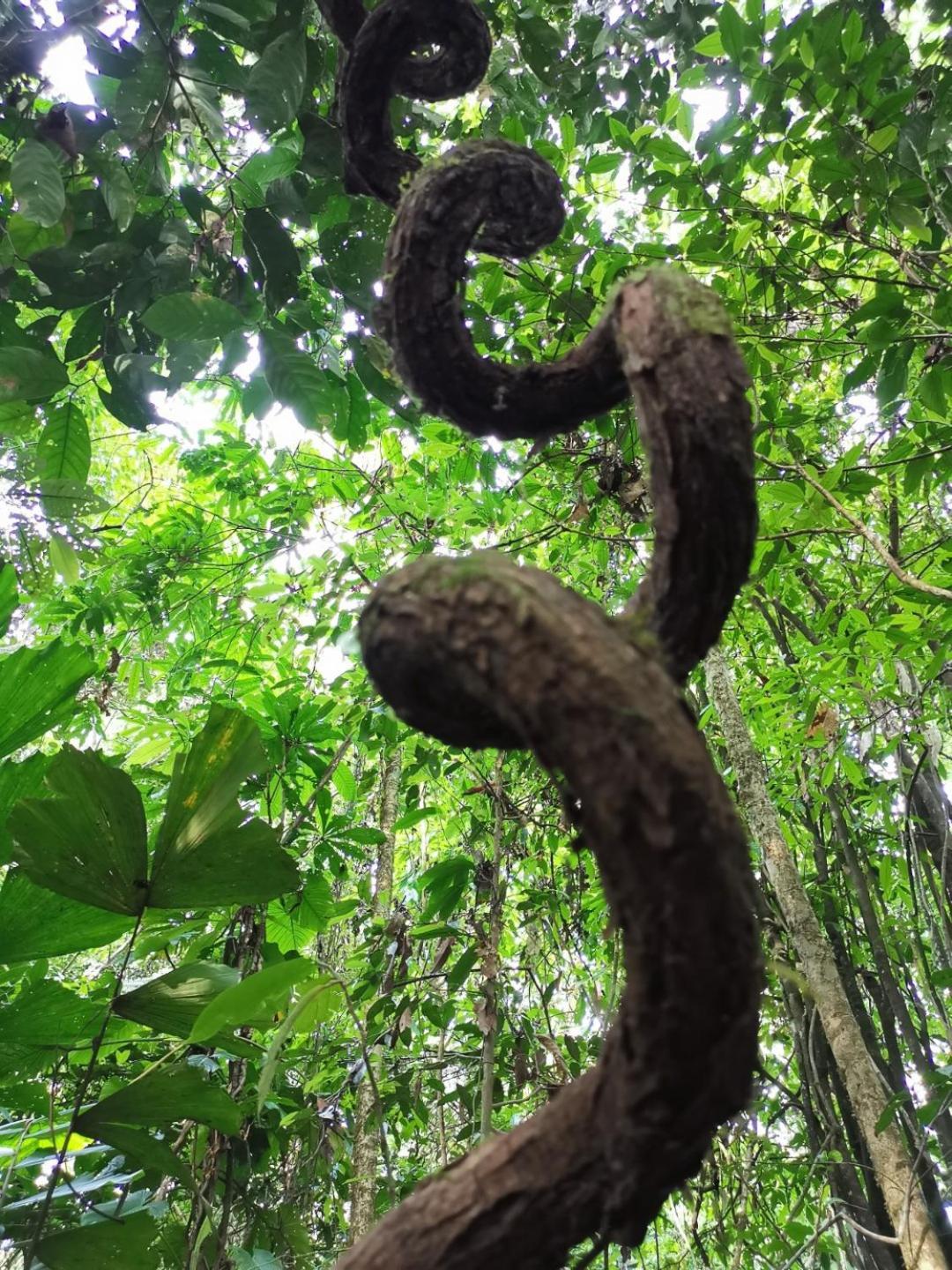Gaia Amazon Eco Lodge Ahuano 외부 사진